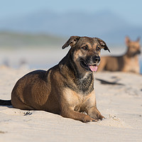 Buy canvas prints of Dogs in the sand by Villiers Steyn