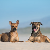 Buy canvas prints of Dogs at the sea by Villiers Steyn