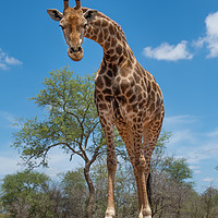 Buy canvas prints of Curious giraffe by Villiers Steyn