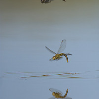 Buy canvas prints of Dance of the dragonflies by Villiers Steyn