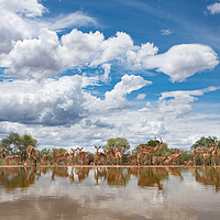 Buy canvas prints of Rush hour at the waterhole by Villiers Steyn
