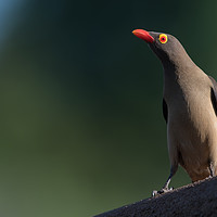 Buy canvas prints of Red-billed oxpecker by Villiers Steyn