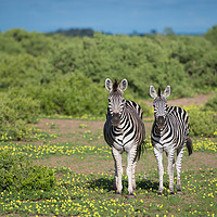 Buy canvas prints of Zebras in bloom by Villiers Steyn