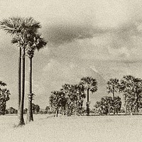 Buy canvas prints of Palm trees in Cambodia by Genevieve HUI BON HOA