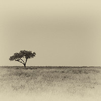 Buy canvas prints of Isolated tree by Genevieve HUI BON HOA