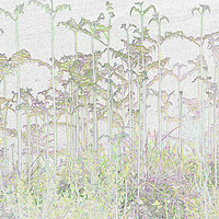 Buy canvas prints of romantic plants by Genevieve HUI BON HOA