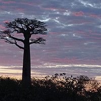 Buy canvas prints of     Baobab at Sunset                            by Genevieve HUI BON HOA