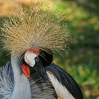 Buy canvas prints of Declining specie: the grey crowned crane by Genevieve HUI BON HOA