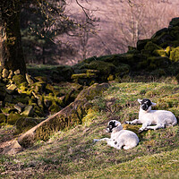 Buy canvas prints of Lambs at Rest by David Semmens