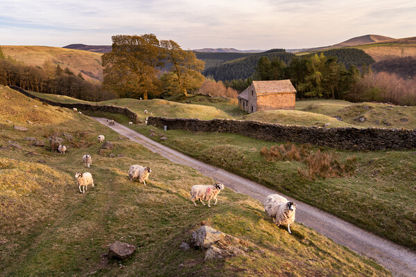 Springtime in the Peak District Picture Board by David Semmens