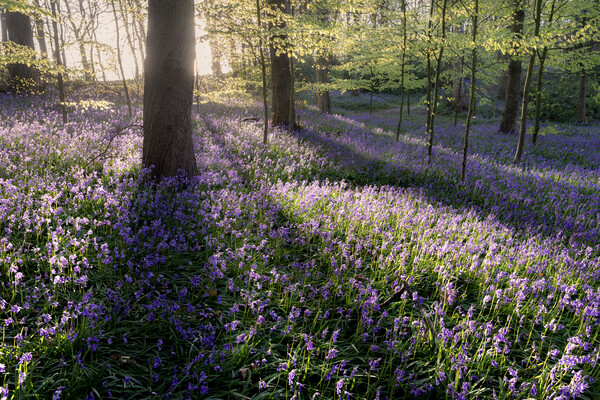 Bluebell Woods Picture Board by David Semmens
