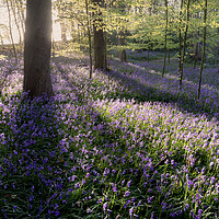 Buy canvas prints of Bluebell Woods by David Semmens