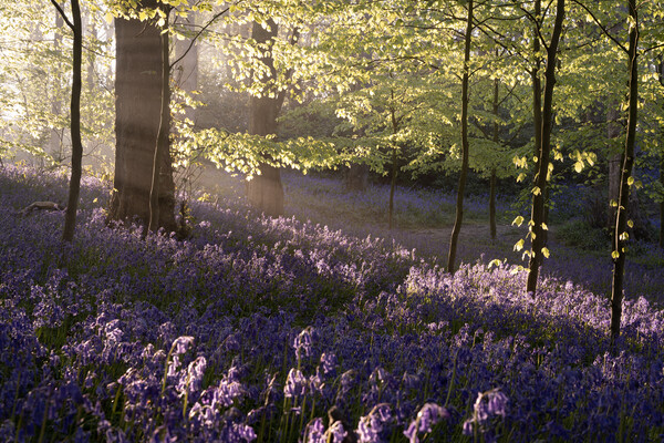 Bluebells Picture Board by David Semmens