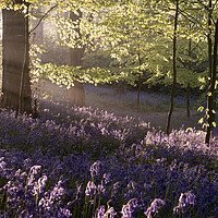 Buy canvas prints of Bluebells by David Semmens