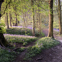 Buy canvas prints of Bluebell Wood Walk by David Semmens