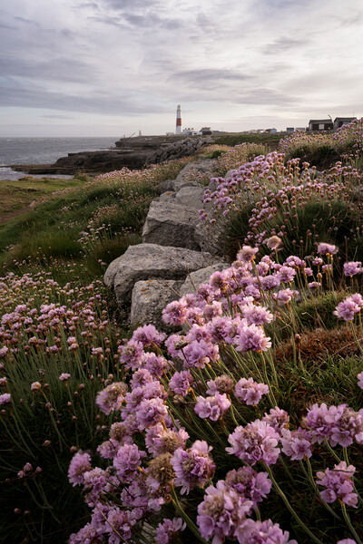Spring Flowers at Portland Bill Picture Board by David Semmens