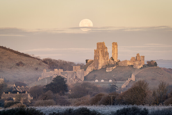 Corfe Castle under a setting moon Picture Board by David Semmens