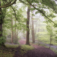 Buy canvas prints of Misty Bluebell Woodland by David Semmens