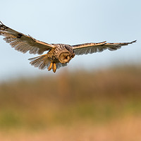 Buy canvas prints of Hunting Long Eared Owl by David Semmens