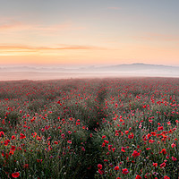 Buy canvas prints of Poppy Perfection by David Semmens