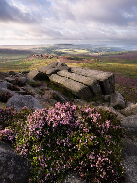 Higger Tor Heather Picture Board by David Semmens