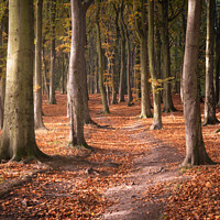 Buy canvas prints of Woodland Path by David Semmens