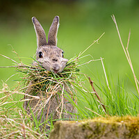 Buy canvas prints of Hungry Rabbit by David Semmens