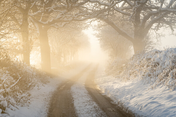 Winter Walks Picture Board by David Semmens