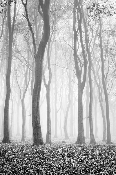 Spooky woods Picture Board by David Semmens