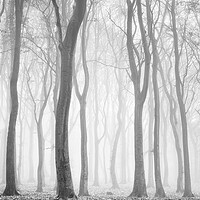 Buy canvas prints of Spooky woods by David Semmens