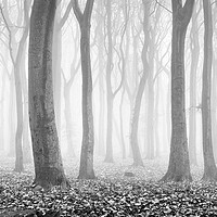Buy canvas prints of Alone in the Woods by David Semmens