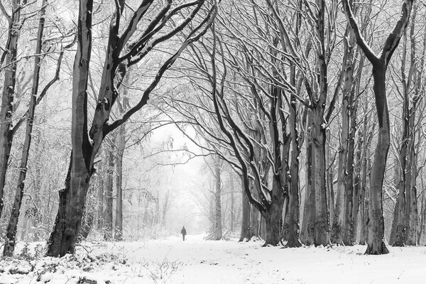 A Walk Through Winter Woodland Picture Board by David Semmens