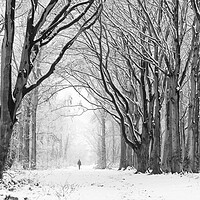 Buy canvas prints of A Walk Through Winter Woodland by David Semmens