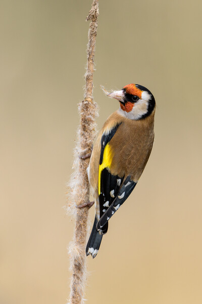 GoldFinch Picture Board by David Semmens
