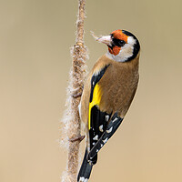 Buy canvas prints of GoldFinch by David Semmens