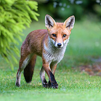 Buy canvas prints of Early morning Fox by David Semmens