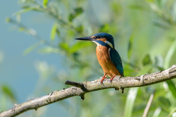 Kingfisher Picture Board by David Semmens