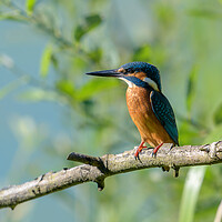 Buy canvas prints of Kingfisher by David Semmens
