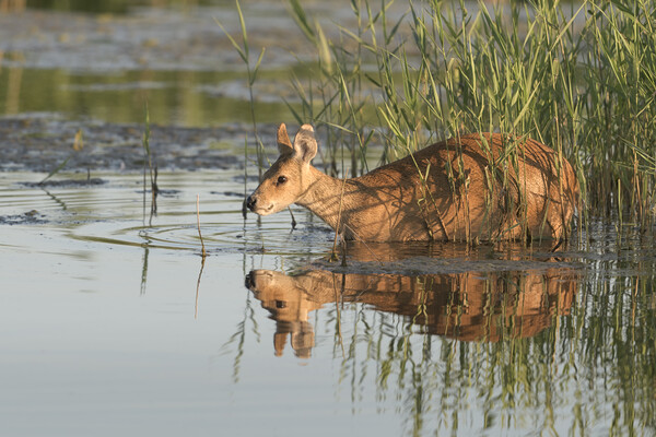Chinese Water Deer Picture Board by David Semmens