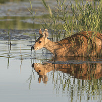Buy canvas prints of Chinese Water Deer by David Semmens