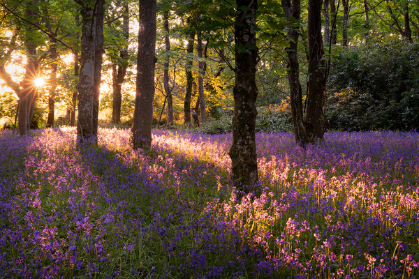 Bluebell Wood Picture Board by David Semmens