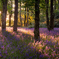 Buy canvas prints of Bluebell Wood by David Semmens