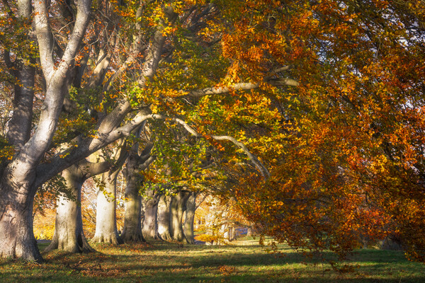 Autumnal Beech Trees Picture Board by David Semmens