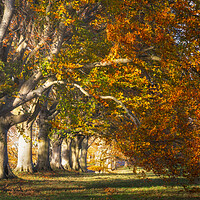Buy canvas prints of Autumnal Beech Trees by David Semmens