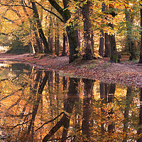 Buy canvas prints of Autumnal Woodland by David Semmens