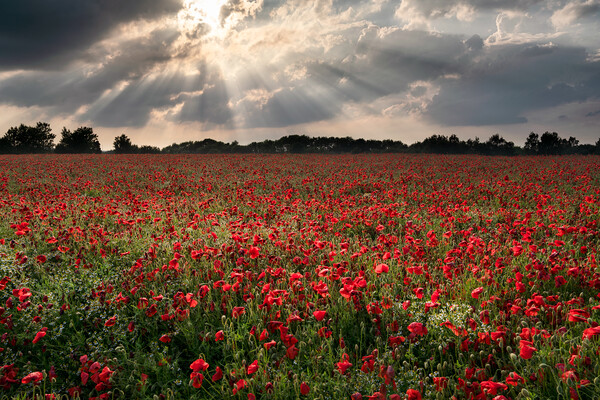 Poppies under a stormy sky Picture Board by David Semmens