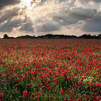 Buy canvas prints of Poppies under a stormy sky by David Semmens