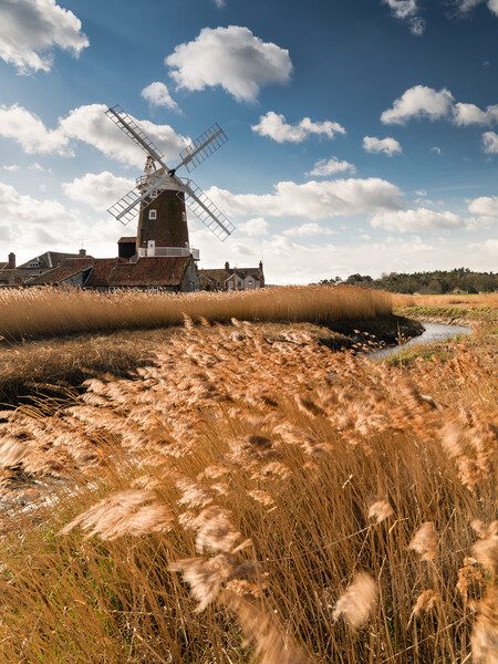Golden Days at Cley Picture Board by David Semmens