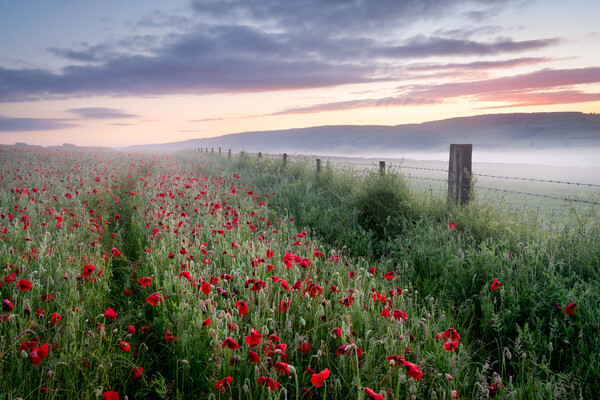 Path through the Poppies Picture Board by David Semmens