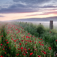 Buy canvas prints of Path through the Poppies by David Semmens